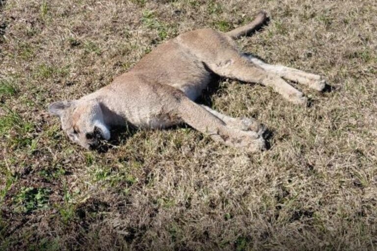 HALLARON UN PUMA MUERTO EN LA AUTOPISTA CERCA DEL PEAJE