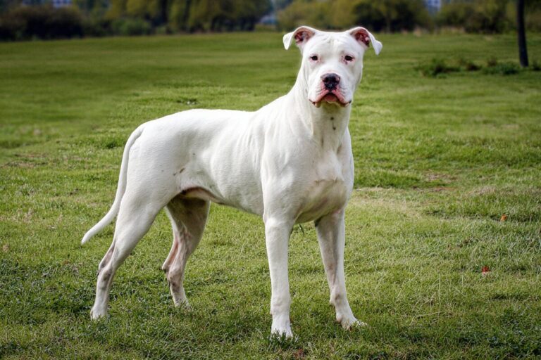 UN VECINO LE DISPARÓ A UN DOGO ARGENTINO TRAS INGRESAR A SU VIVIENDA EN PILAR